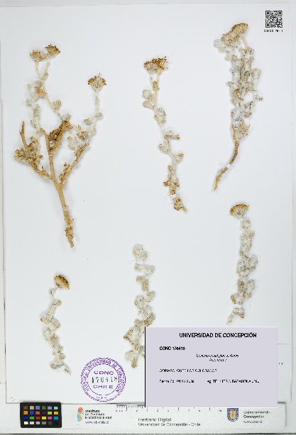 Senecio eriophyton [Espécimen: UDEC:CONC:0176418]