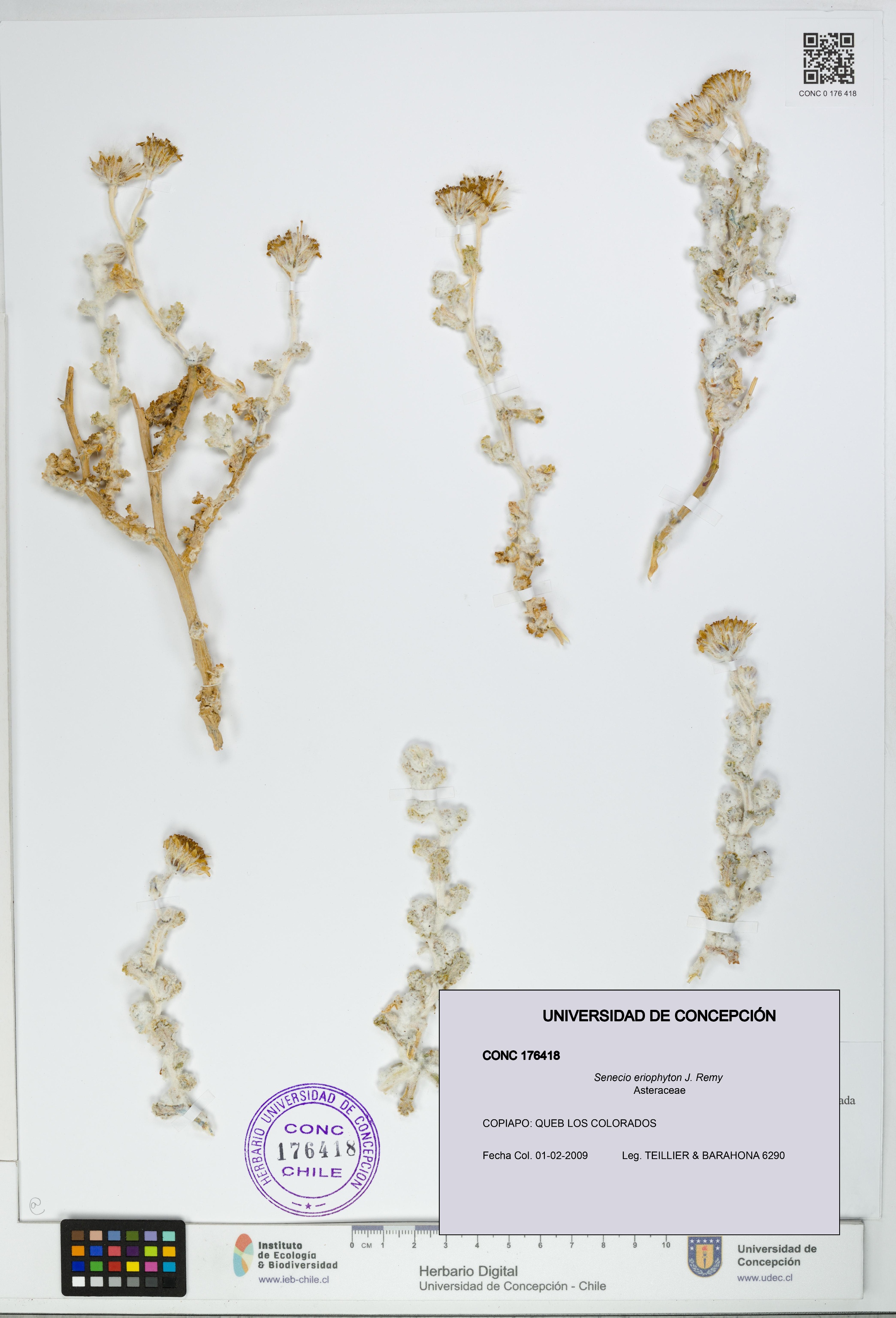 Senecio eriophyton [Espécimen: UDEC:CONC:0176418]