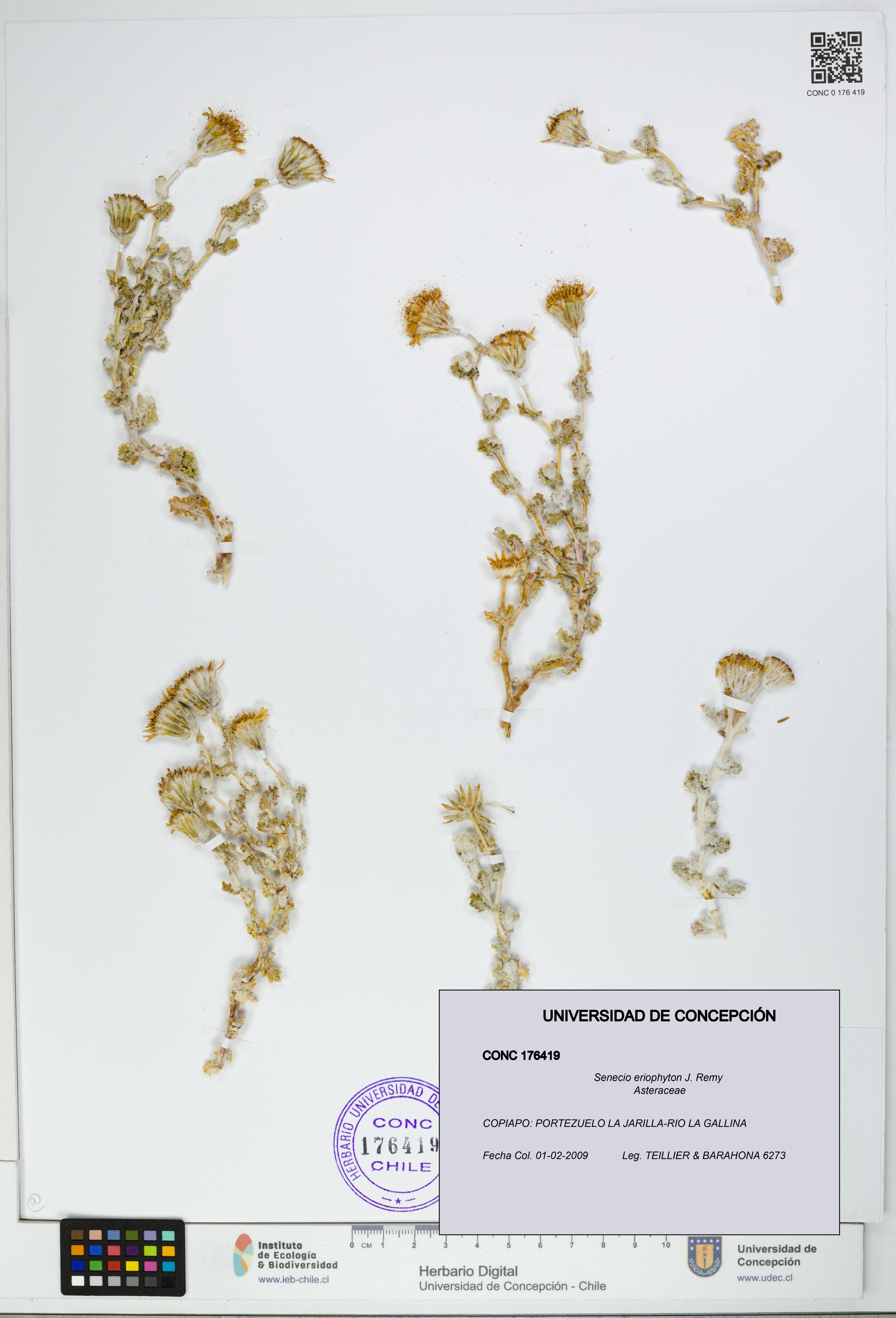 Senecio eriophyton [Espécimen: UDEC:CONC:0176419]