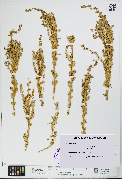 Artemisia copa [Espécimen: UDEC:CONC:0176424]