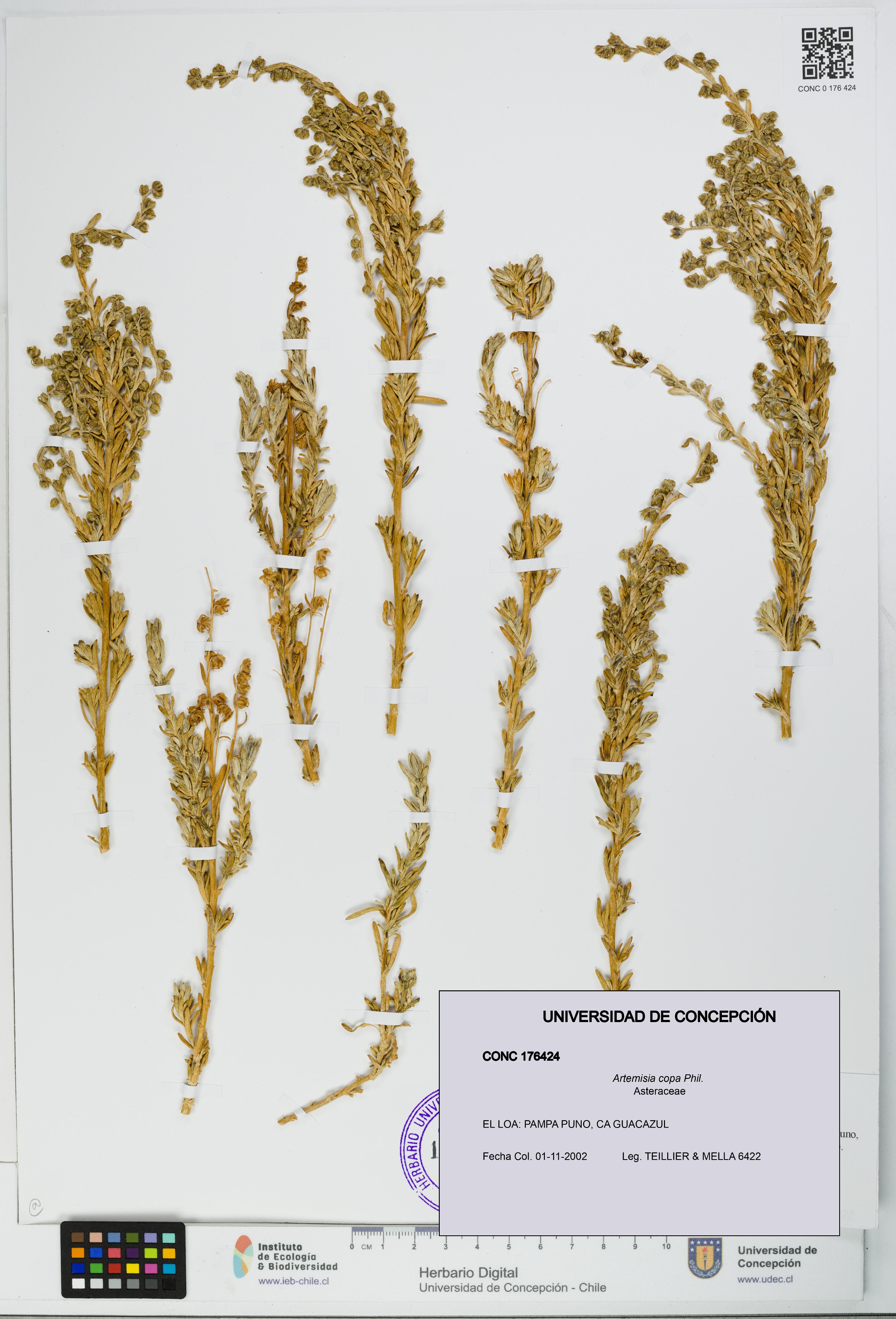 Artemisia copa [Espécimen: UDEC:CONC:0176424]