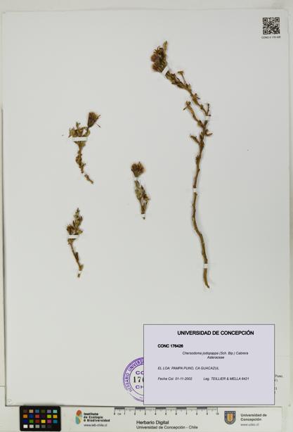 Chersodoma jodopappa [Espécimen: UDEC:CONC:0176426]