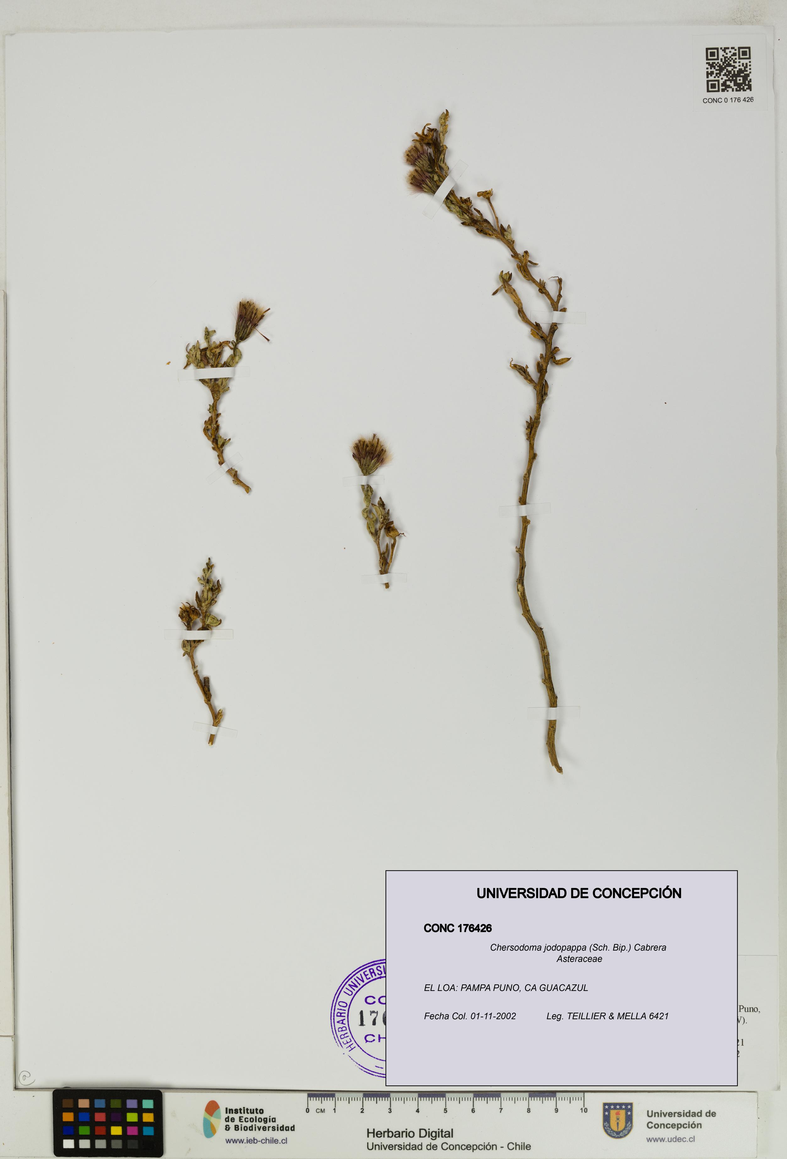 Chersodoma jodopappa [Espécimen: UDEC:CONC:0176426]