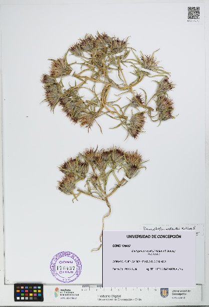 Doniophyton weddellii [Espécimen: UDEC:CONC:0176437]