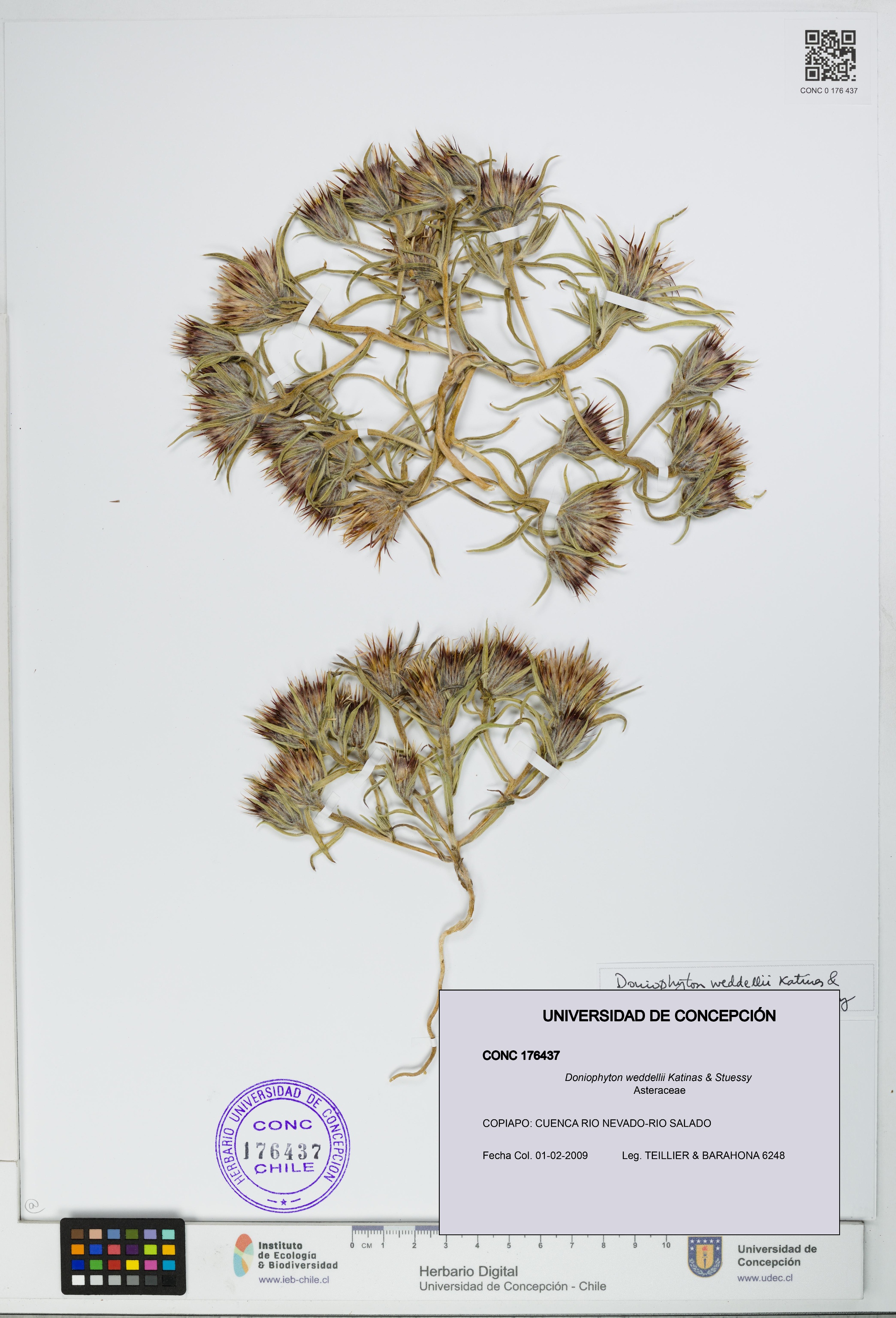 Doniophyton weddellii [Espécimen: UDEC:CONC:0176437]