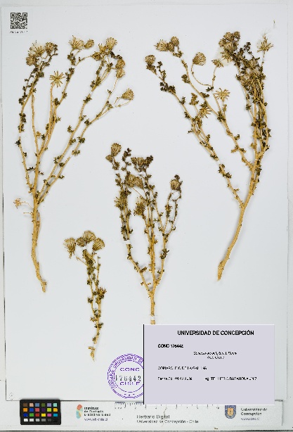 Senecio oreophyton [Espécimen: UDEC:CONC:0176442]