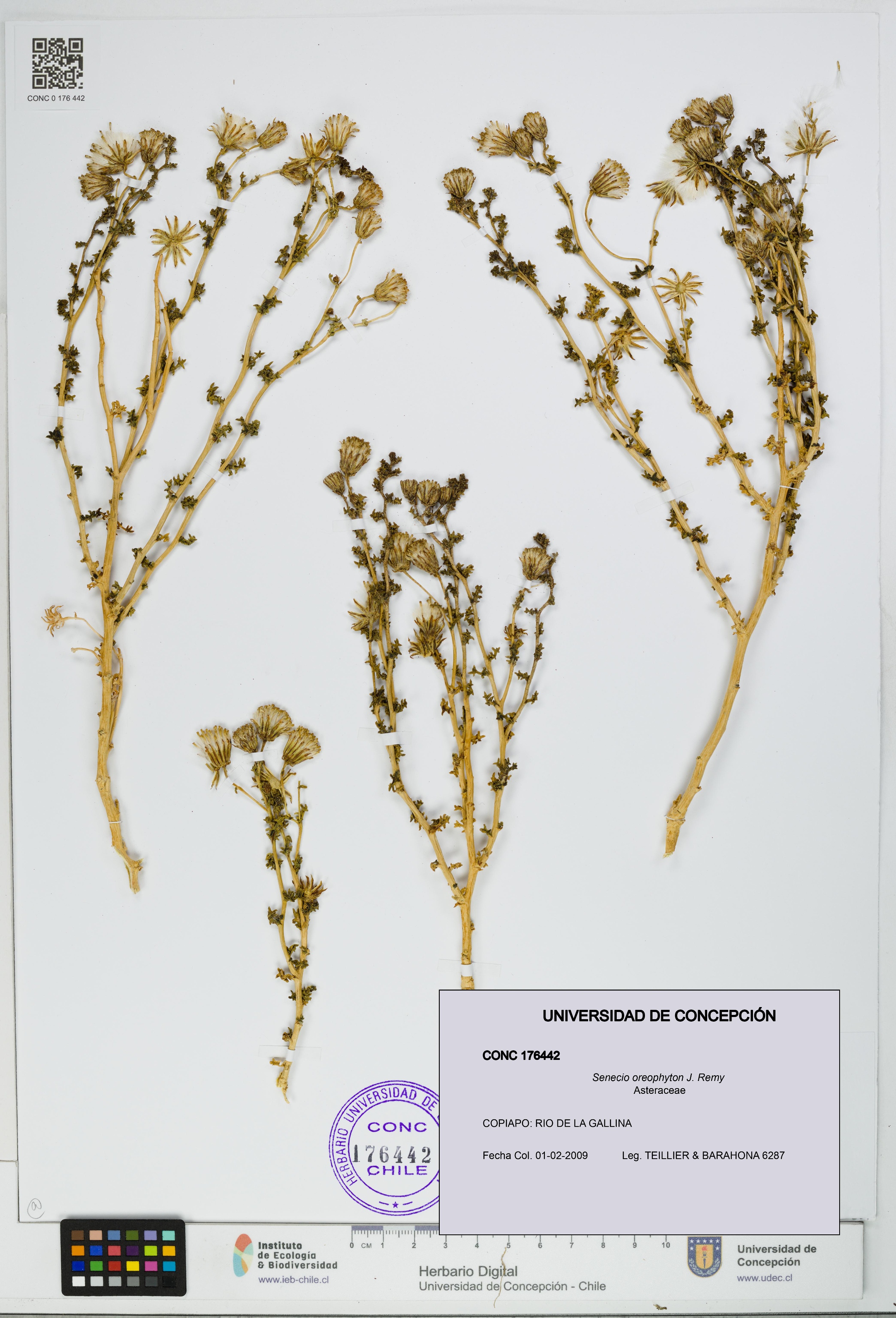 Senecio oreophyton [Espécimen: UDEC:CONC:0176442]
