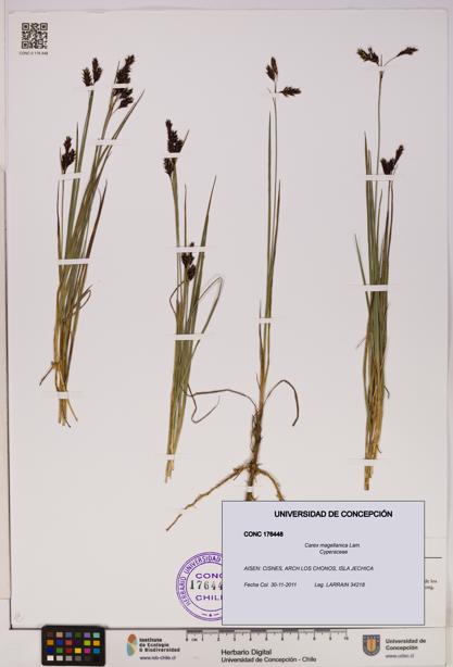 Carex magellanica [Espécimen: UDEC:CONC:0176448]