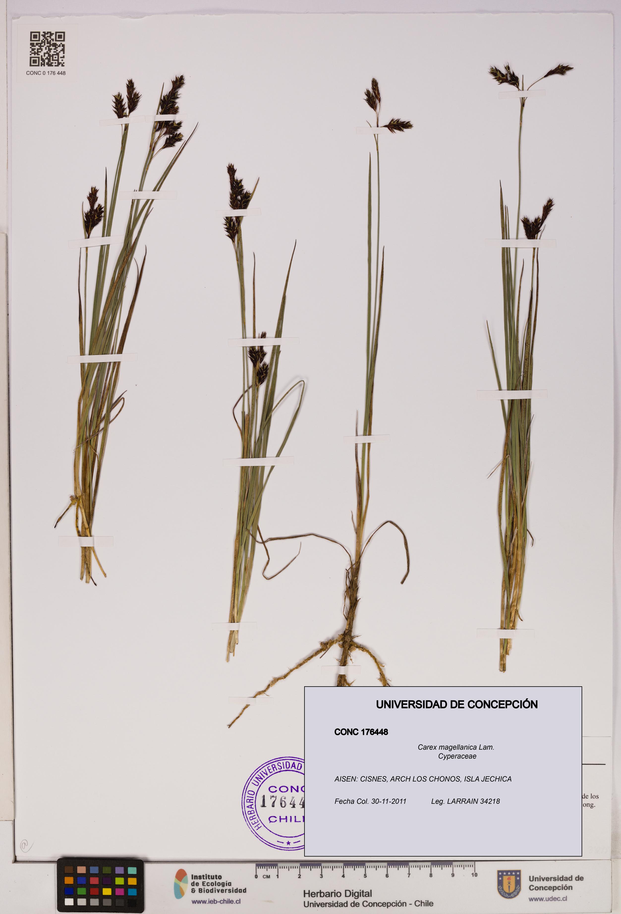 Carex magellanica [Espécimen: UDEC:CONC:0176448]