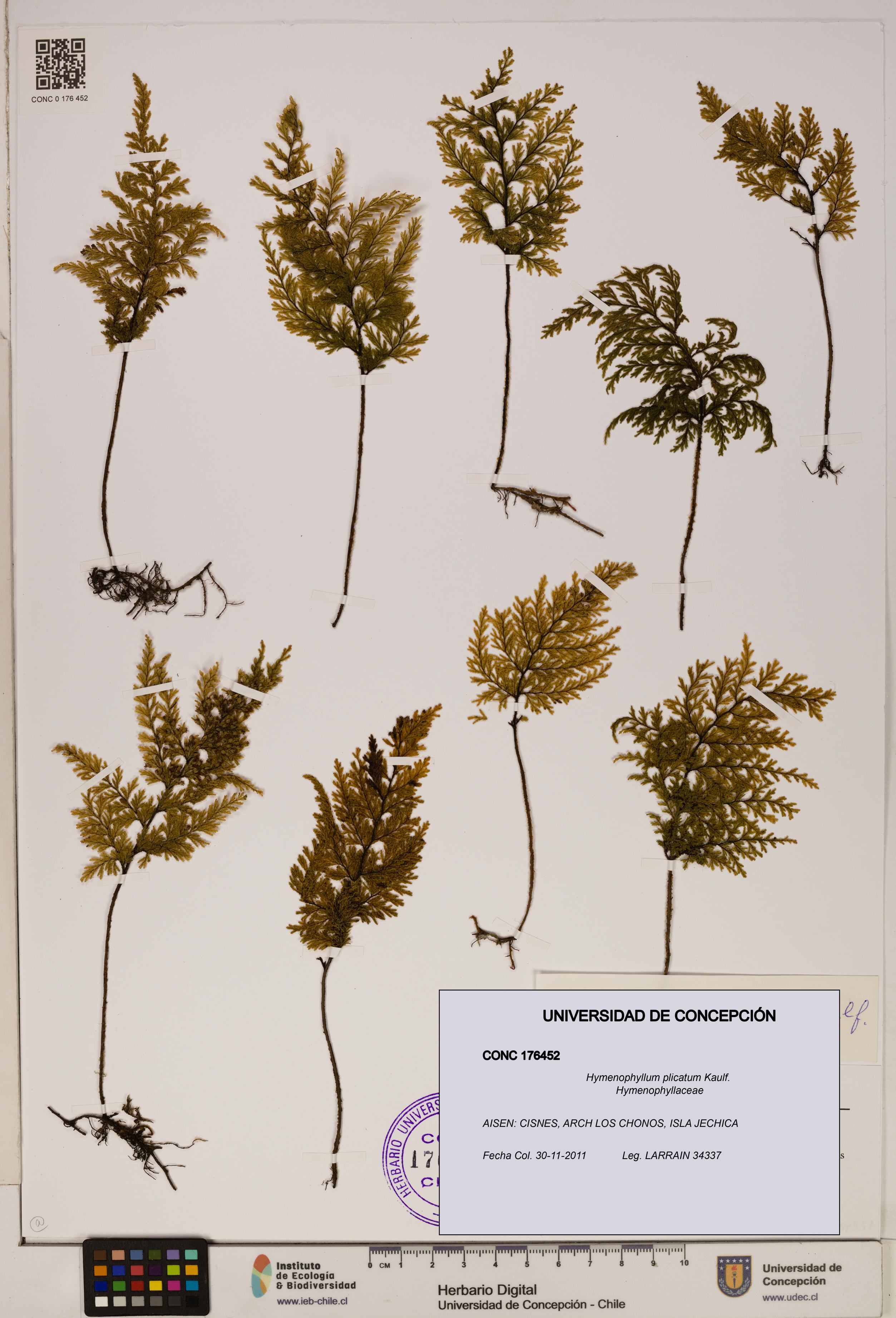 Hymenophyllum plicatum [Espécimen: ]