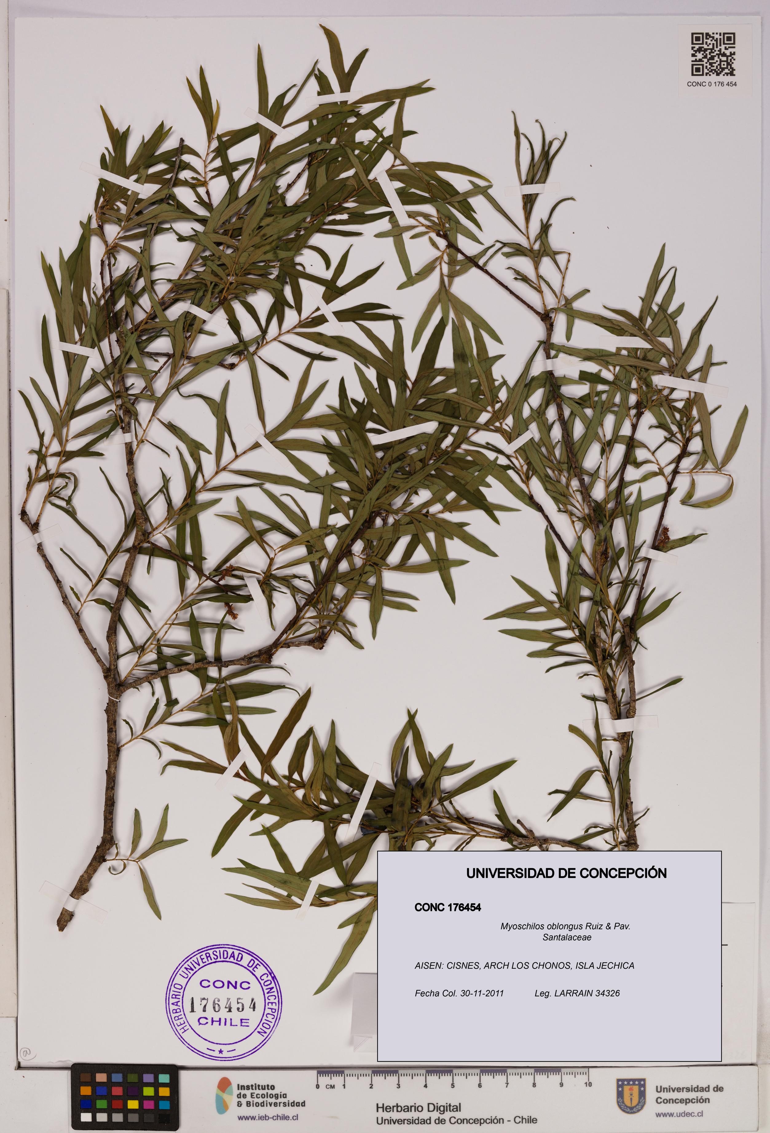 Myoschilos oblongus [Espécimen: UDEC:CONC:0176454]