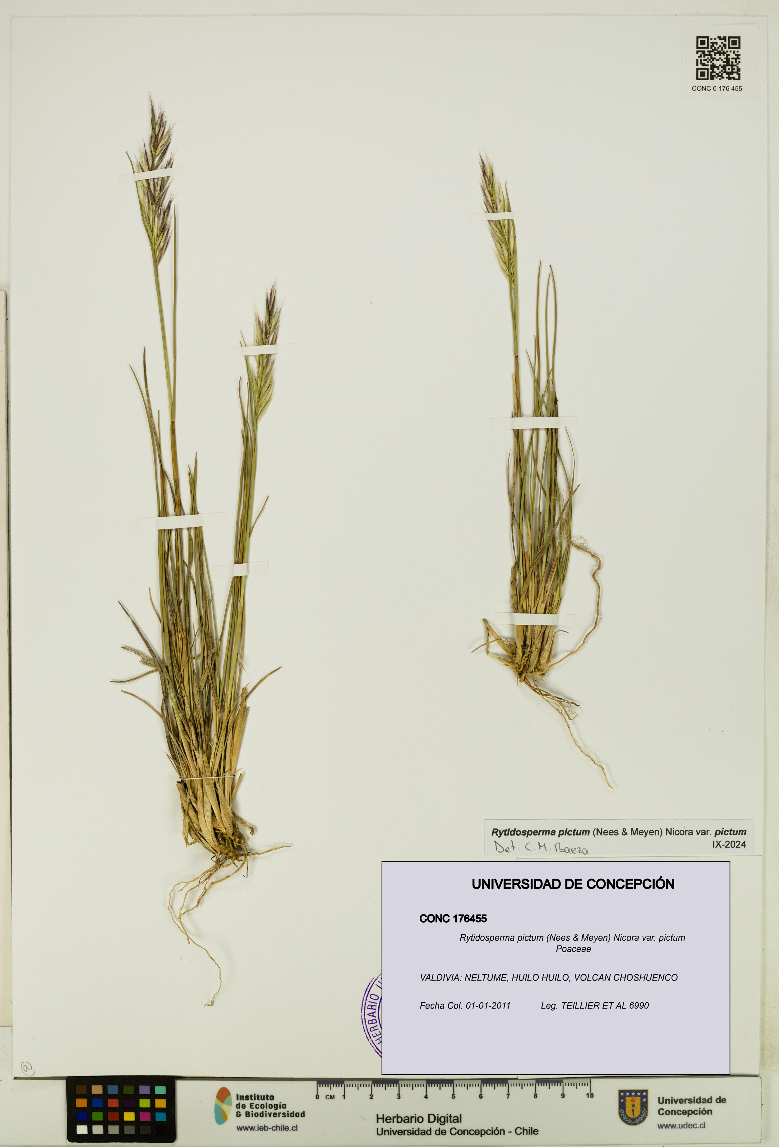 Rytidosperma pictum var. pictum [Espécimen: UDEC:CONC:0176455]