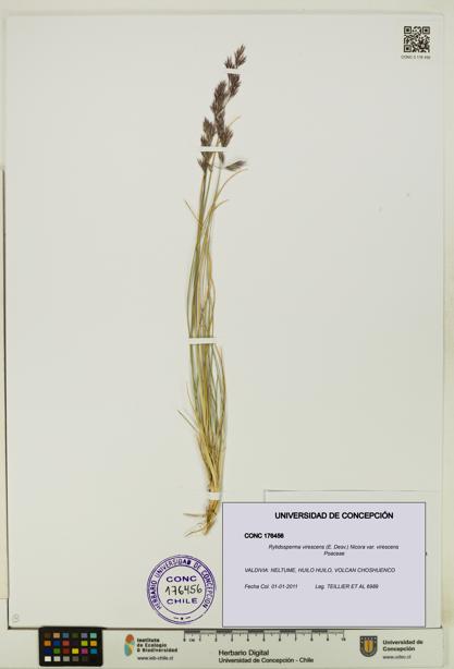 Rytidosperma virescens var. virescens [Espécimen: UDEC:CONC:0176456]