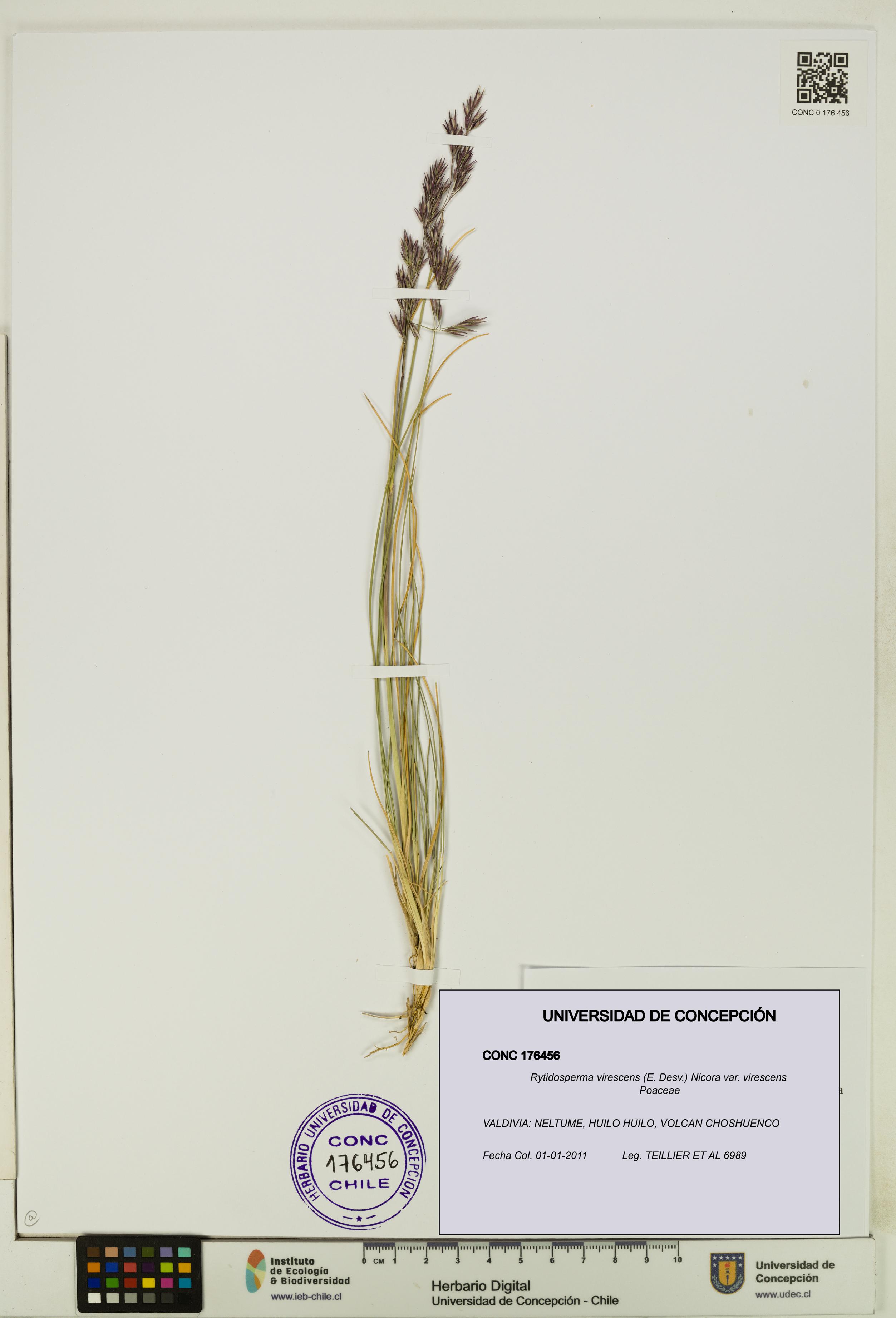 Rytidosperma virescens var. virescens [Espécimen: UDEC:CONC:0176456]