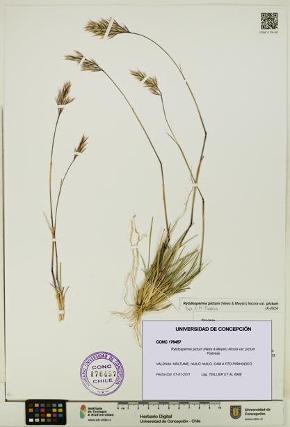 Rytidosperma pictum var. pictum [Espécimen: UDEC:CONC:0176457]