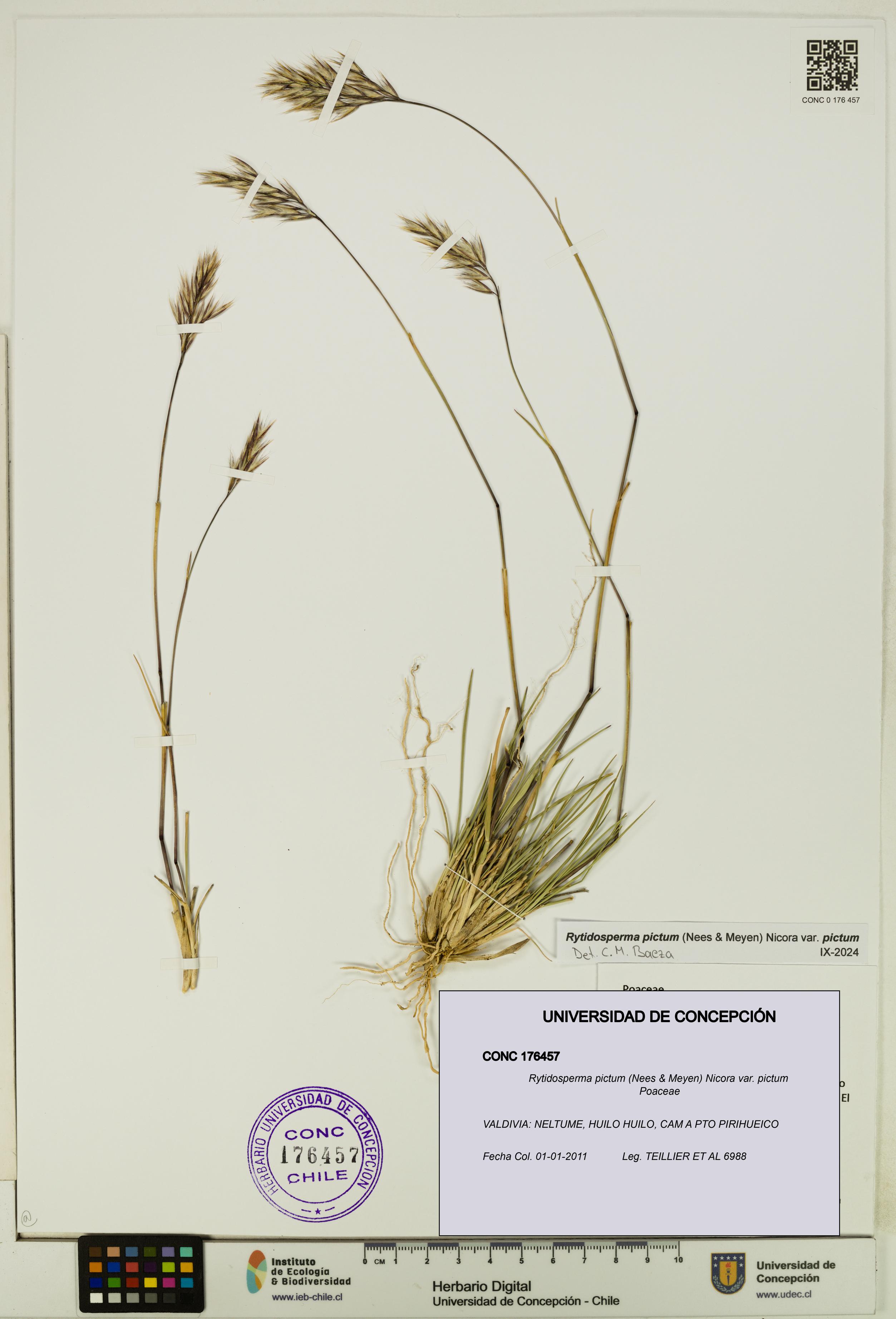 Rytidosperma pictum var. pictum [Espécimen: UDEC:CONC:0176457]