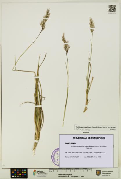 Rytidosperma pictum var. pictum [Espécimen: UDEC:CONC:0176458]
