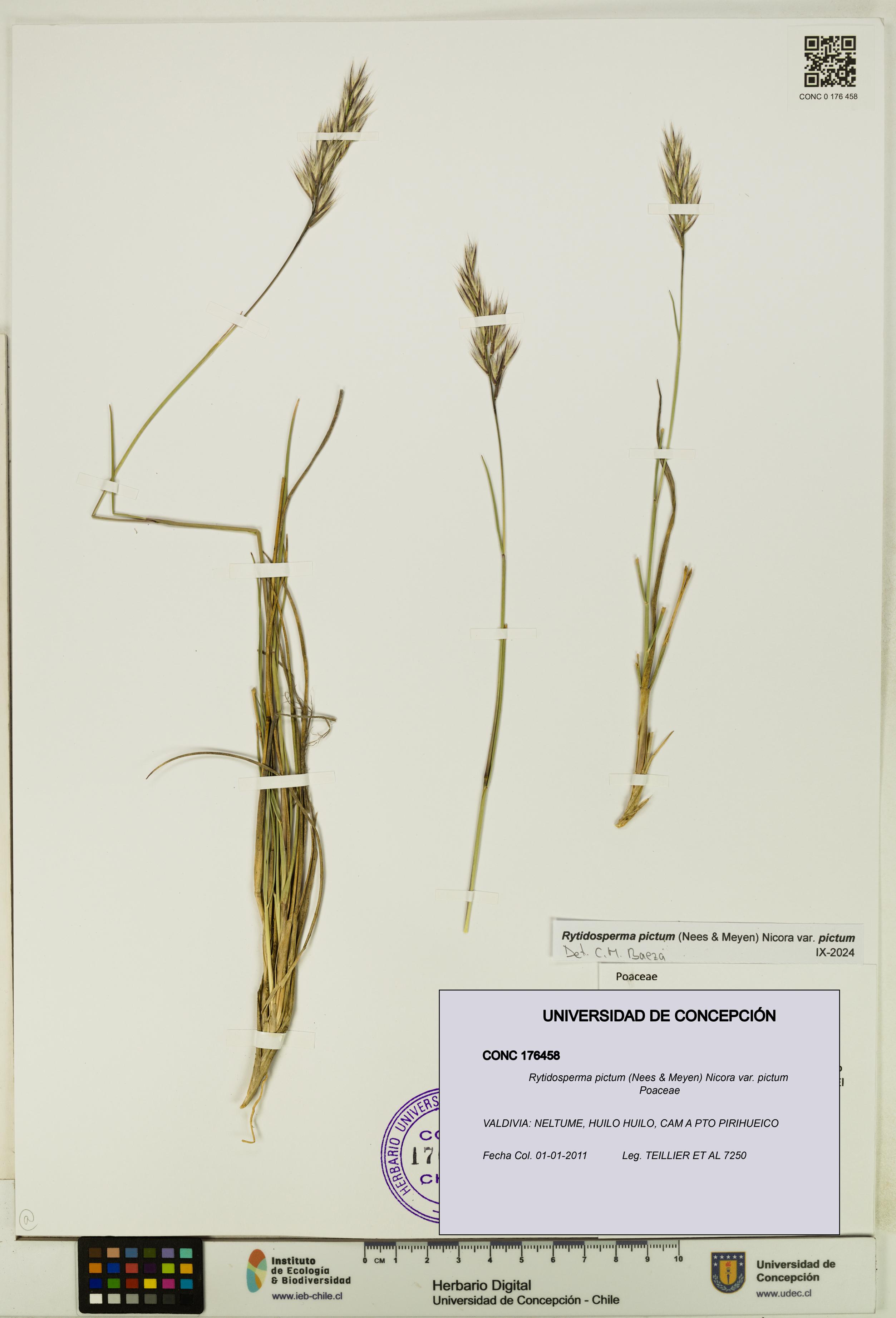 Rytidosperma pictum var. pictum [Espécimen: UDEC:CONC:0176458]