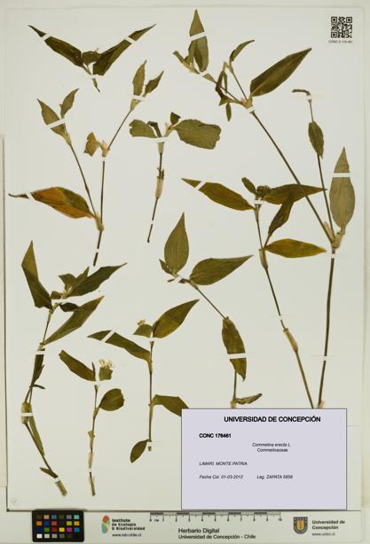 Commelina erecta [Espécimen: UDEC:CONC:0176461]