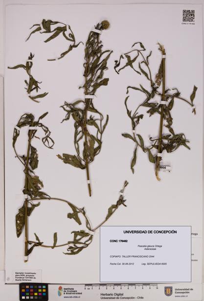 Pascalia glauca [Espécimen: UDEC:CONC:0176462]