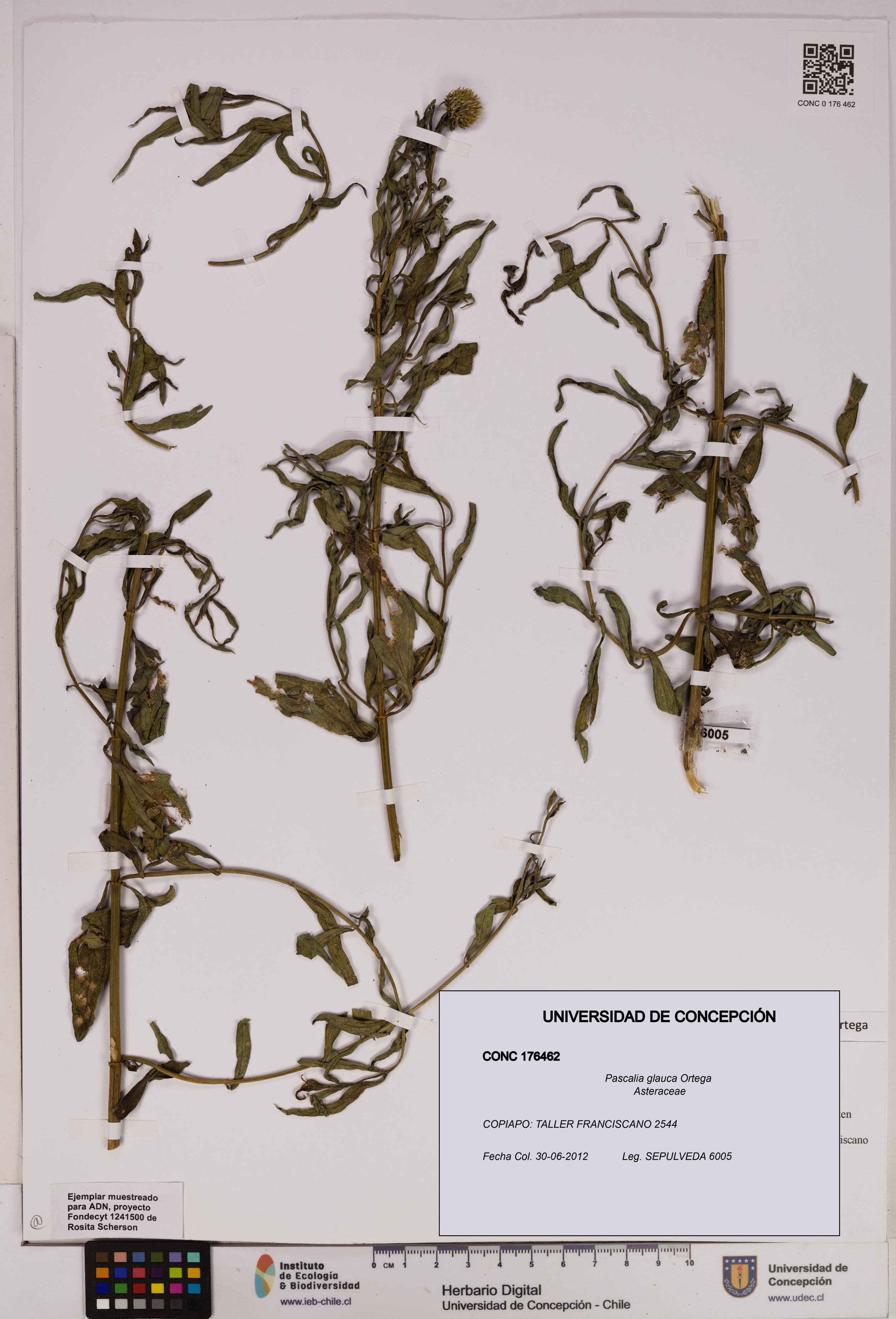 Pascalia glauca [Espécimen: UDEC:CONC:0176462]