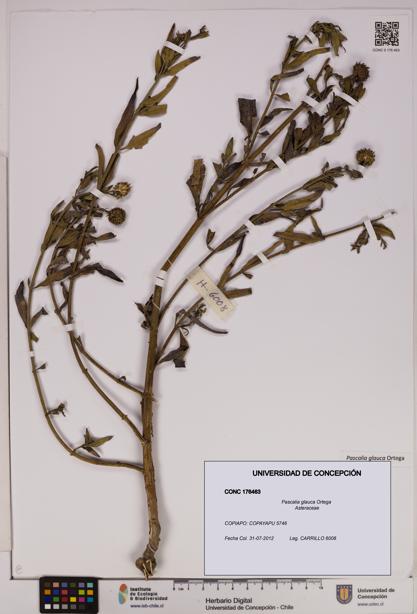 Pascalia glauca [Espécimen: UDEC:CONC:0176463]