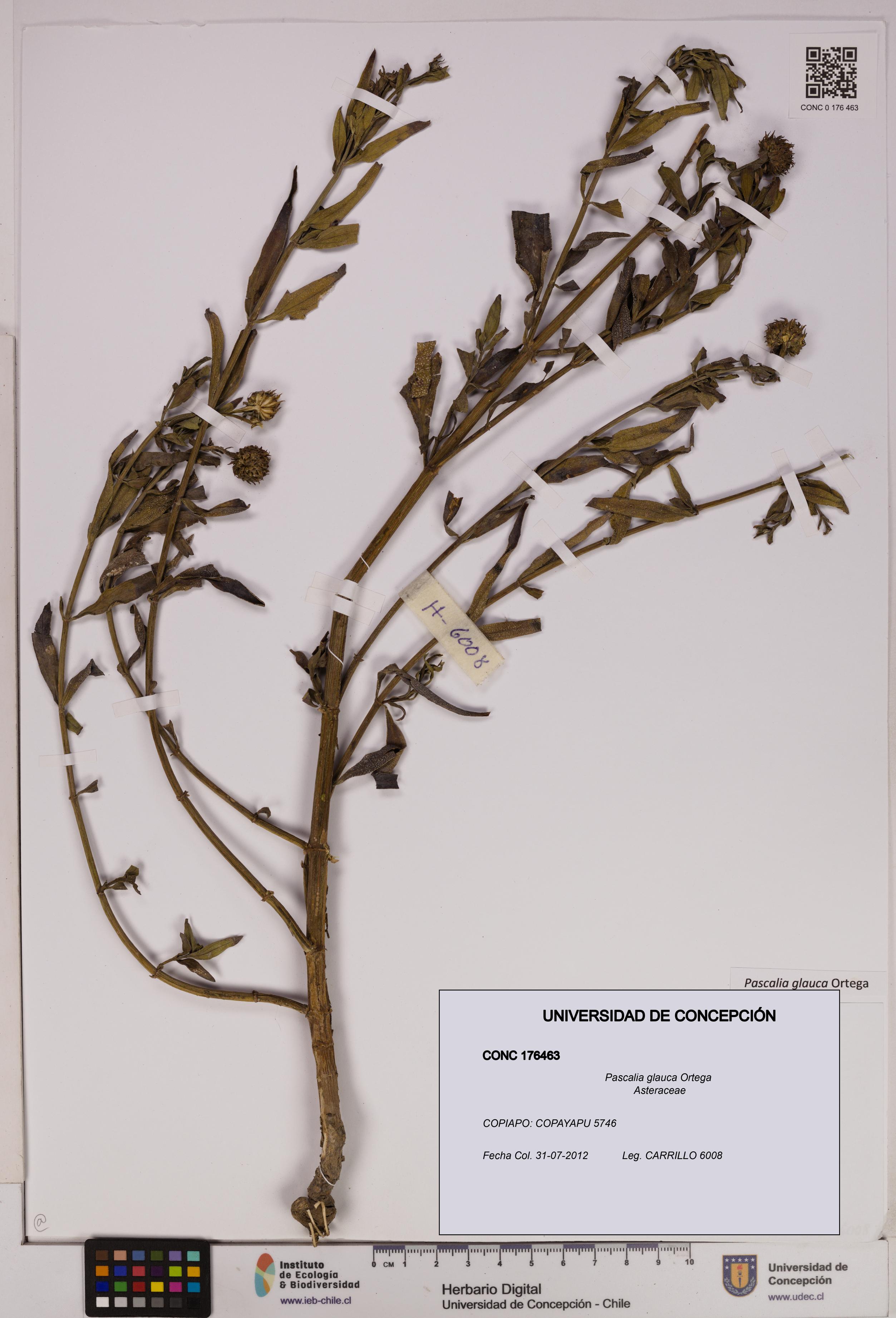 Pascalia glauca [Espécimen: UDEC:CONC:0176463]