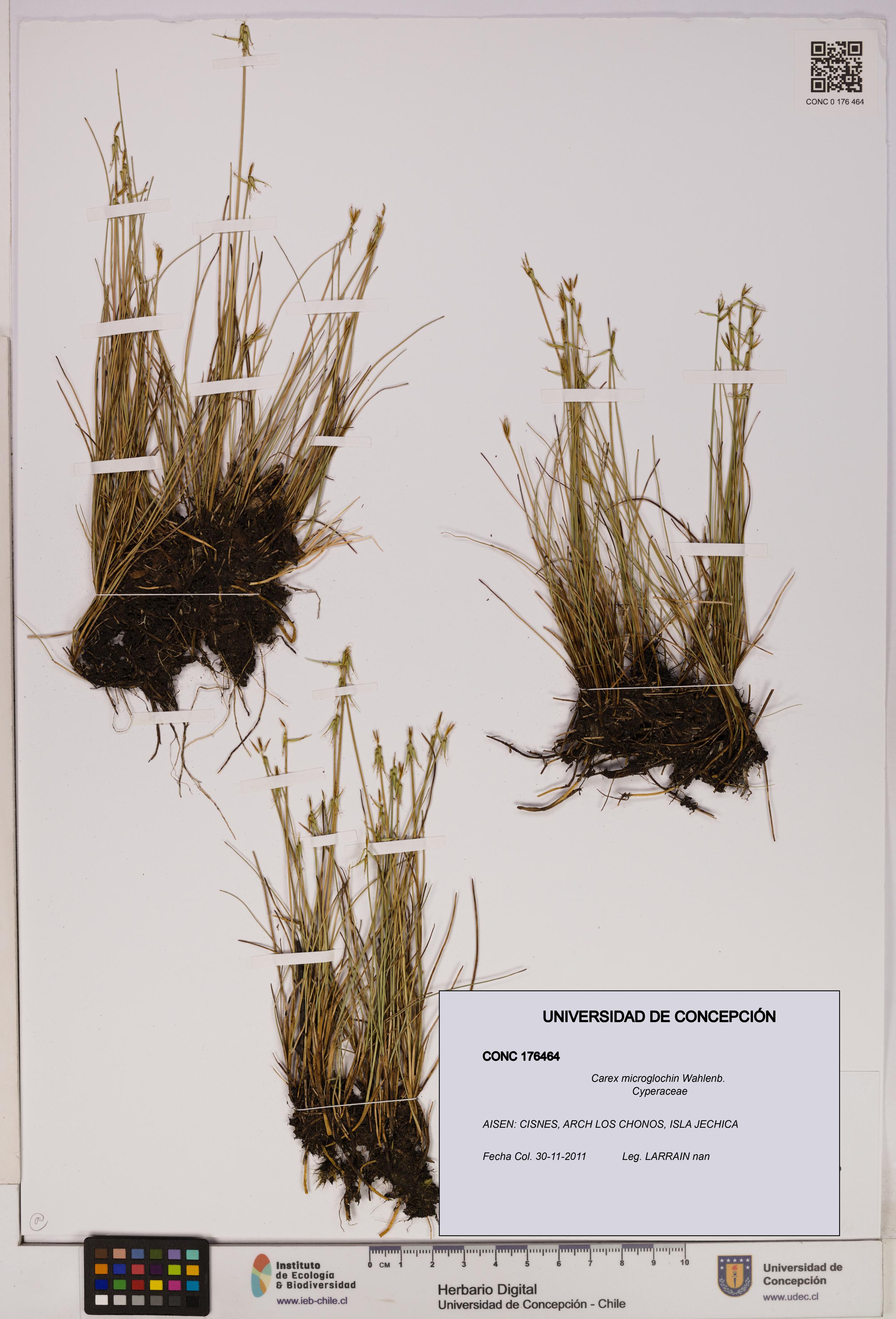 Carex microglochin [Espécimen: UDEC:CONC:0176464]