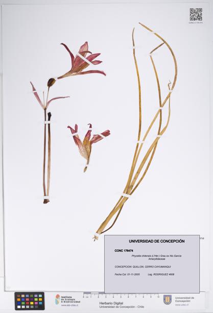 Phycella chilensis [Espécimen: UDEC:CONC:0176474]