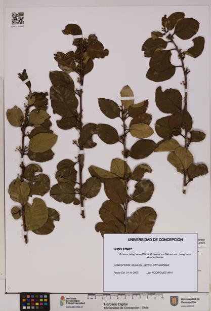 Schinus patagonica [Espécimen: UDEC:CONC:0176477]