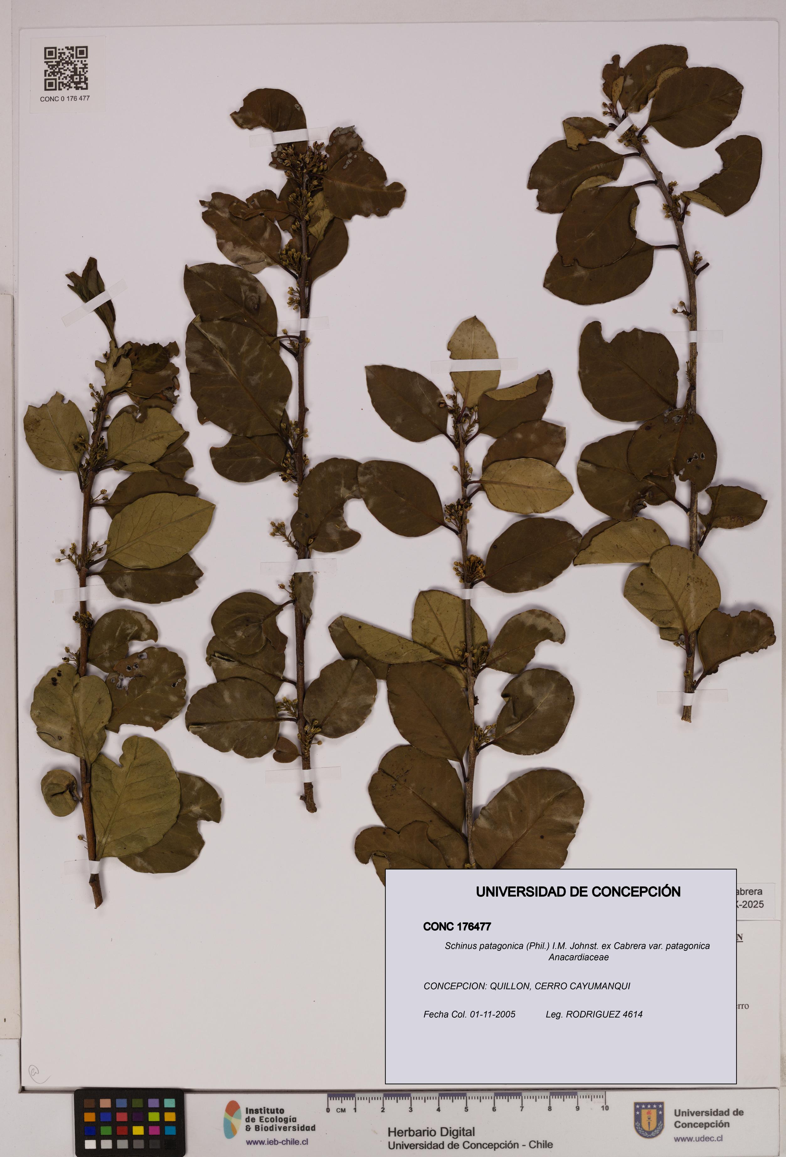 Schinus patagonica [Espécimen: UDEC:CONC:0176477]