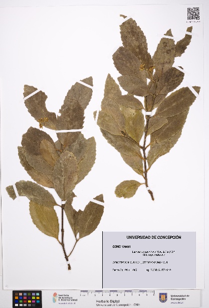 Laurelia sempervirens [Espécimen: UDEC:CONC:0176481]