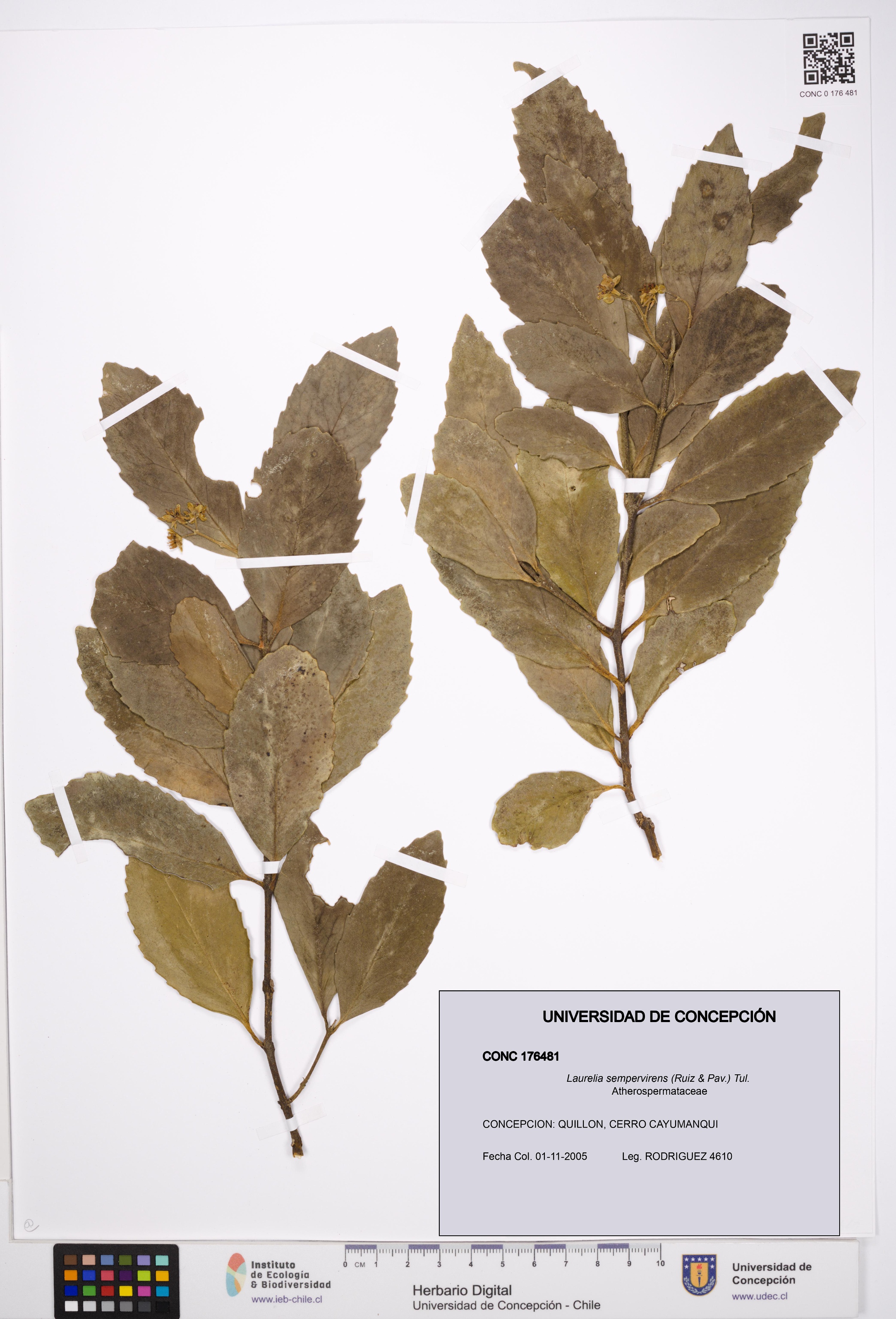 Laurelia sempervirens [Espécimen: UDEC:CONC:0176481]