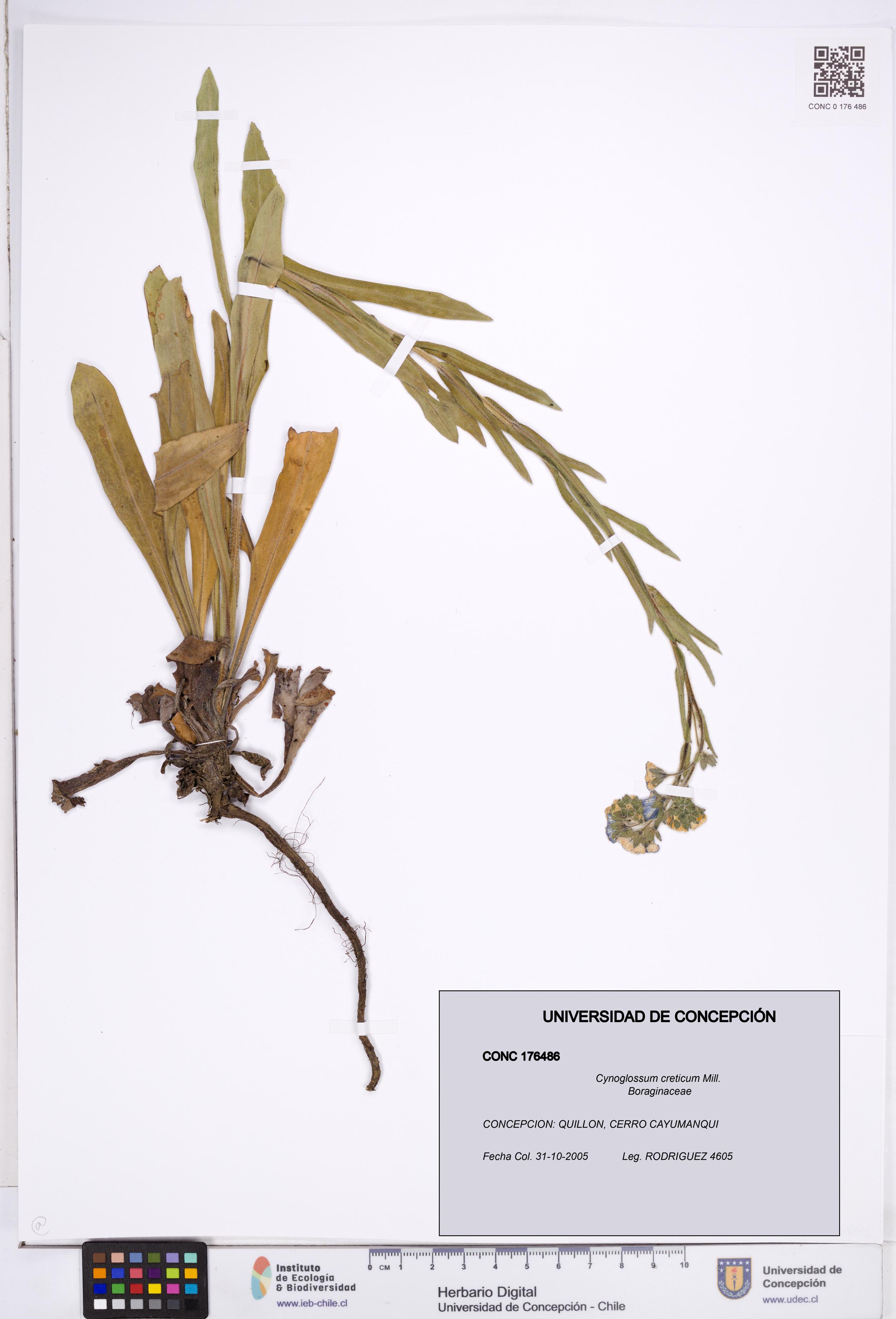Cynoglossum creticum [Espécimen: ]