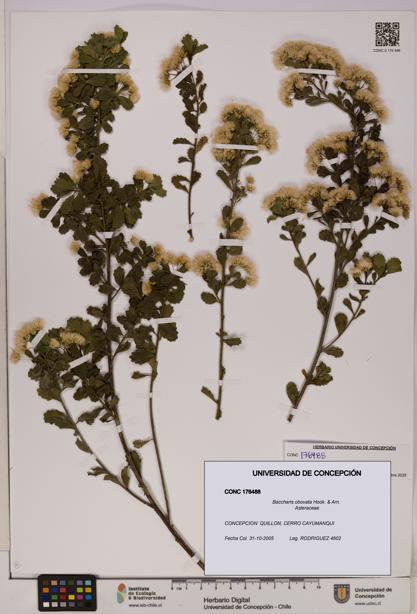 Baccharis obovata [Espécimen: UDEC:CONC:0176488]