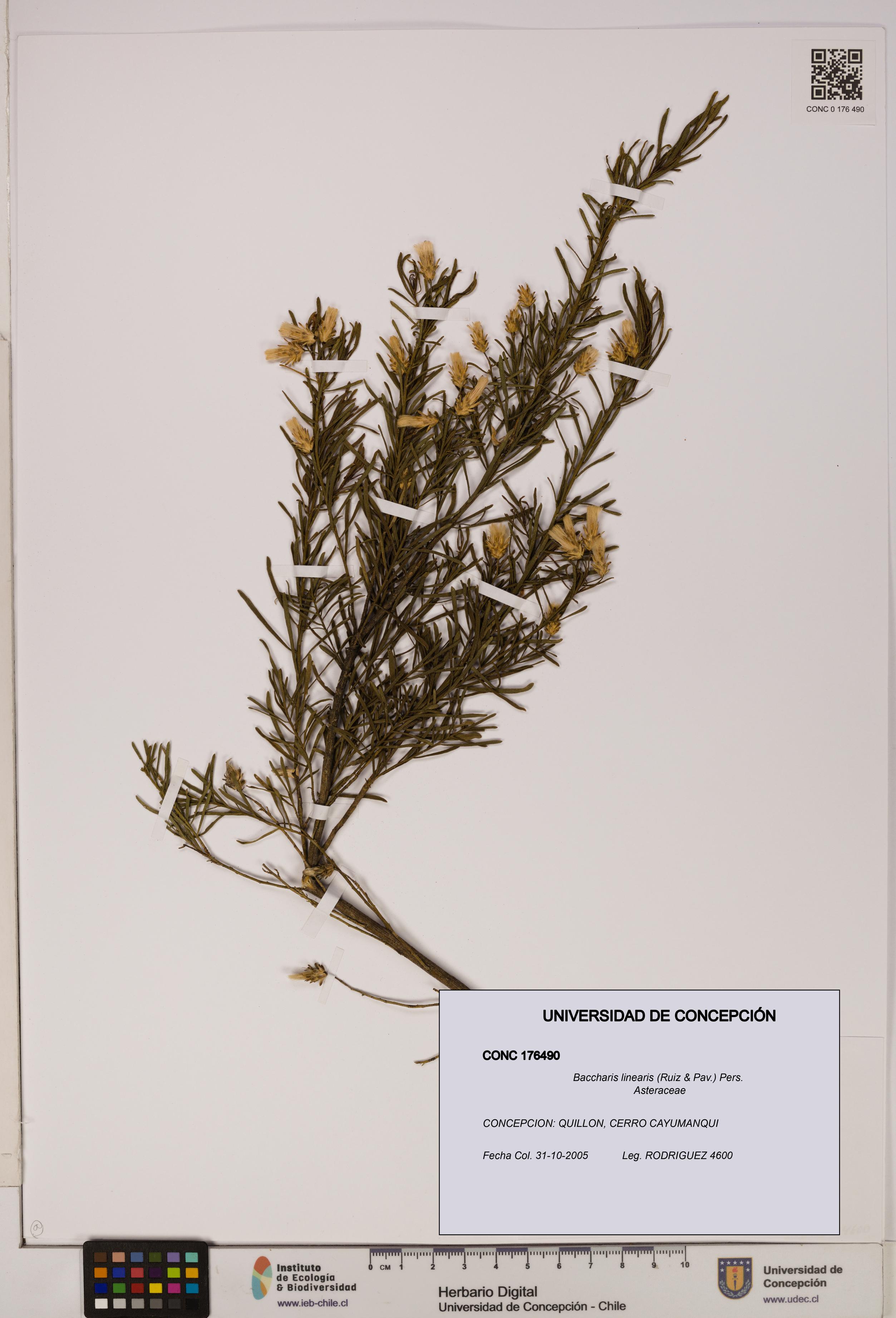Baccharis linearis [Espécimen: UDEC:CONC:0176490]