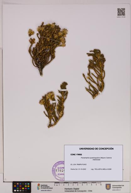 Parastrephia quadrangularis [Espécimen: UDEC:CONC:0176502]