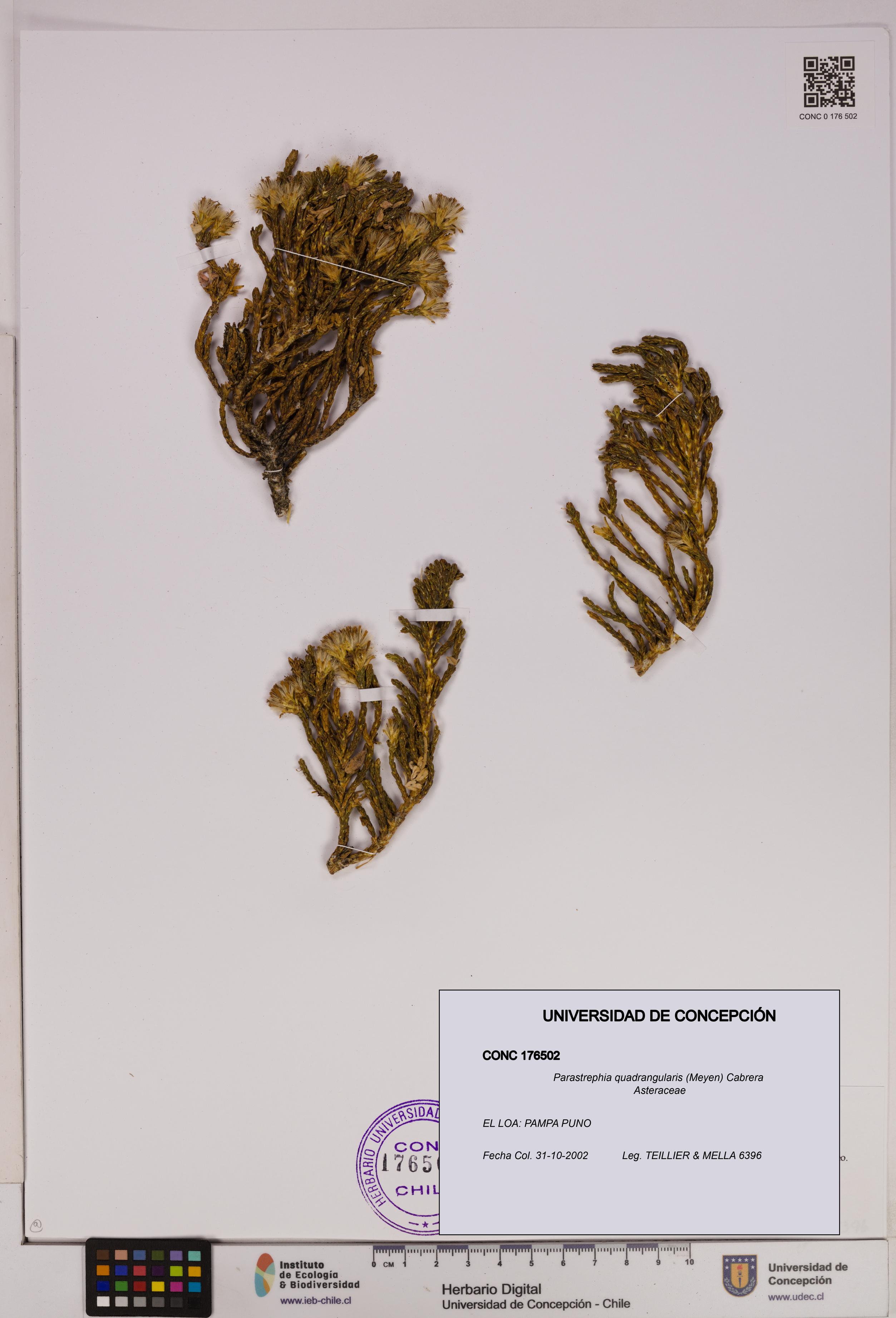 Parastrephia quadrangularis [Espécimen: UDEC:CONC:0176502]