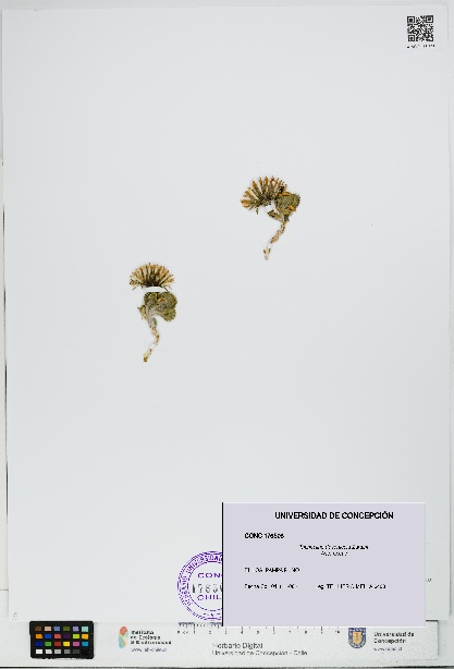 Trichocline deserticola [Espécimen: UDEC:CONC:0176508]