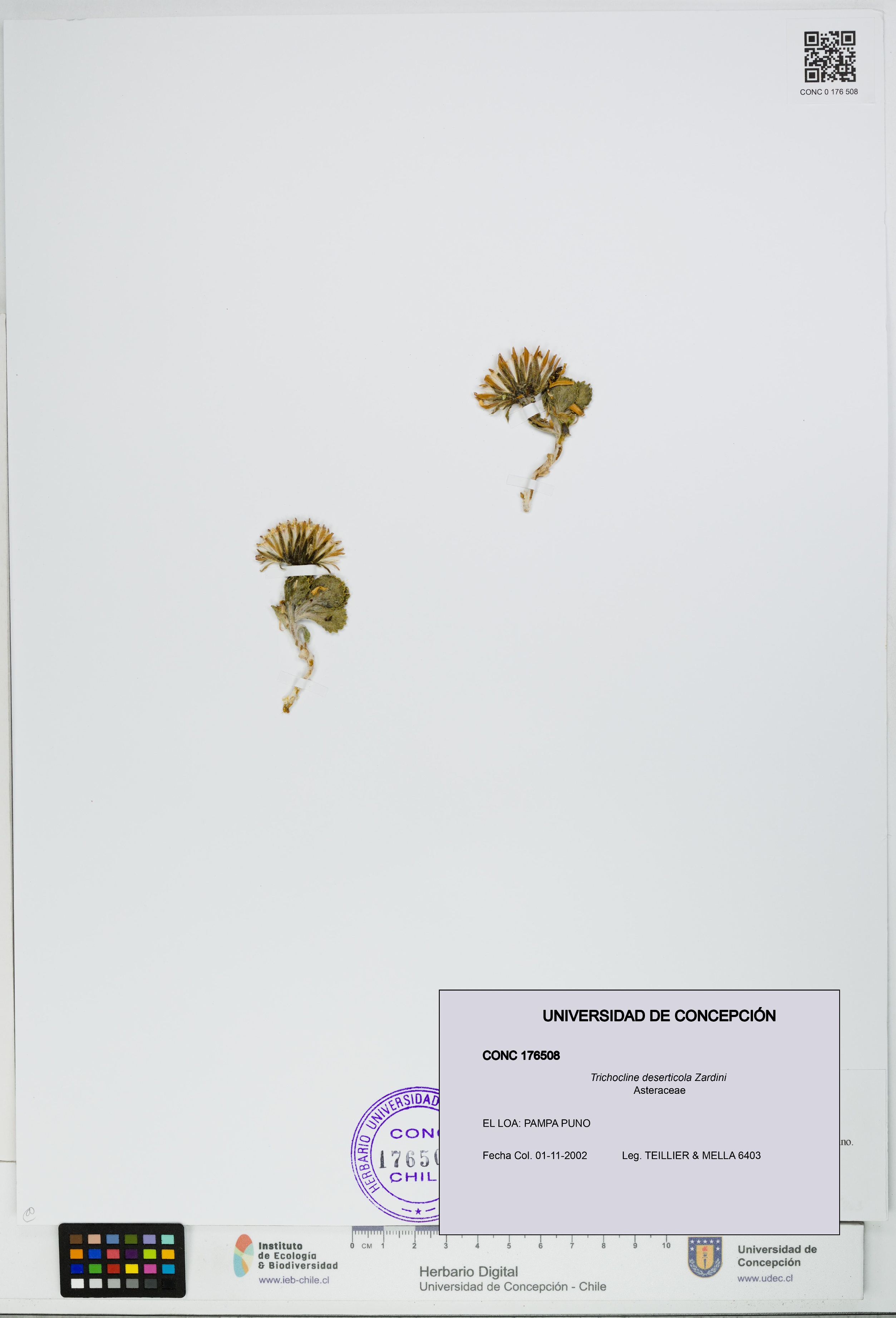 Trichocline deserticola [Espécimen: UDEC:CONC:0176508]