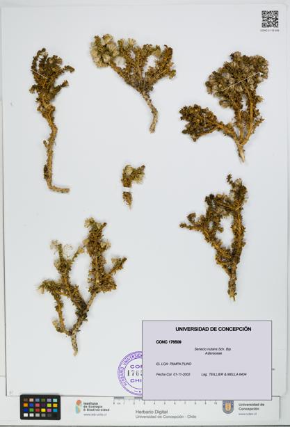 Senecio nutans [Espécimen: UDEC:CONC:0176509]