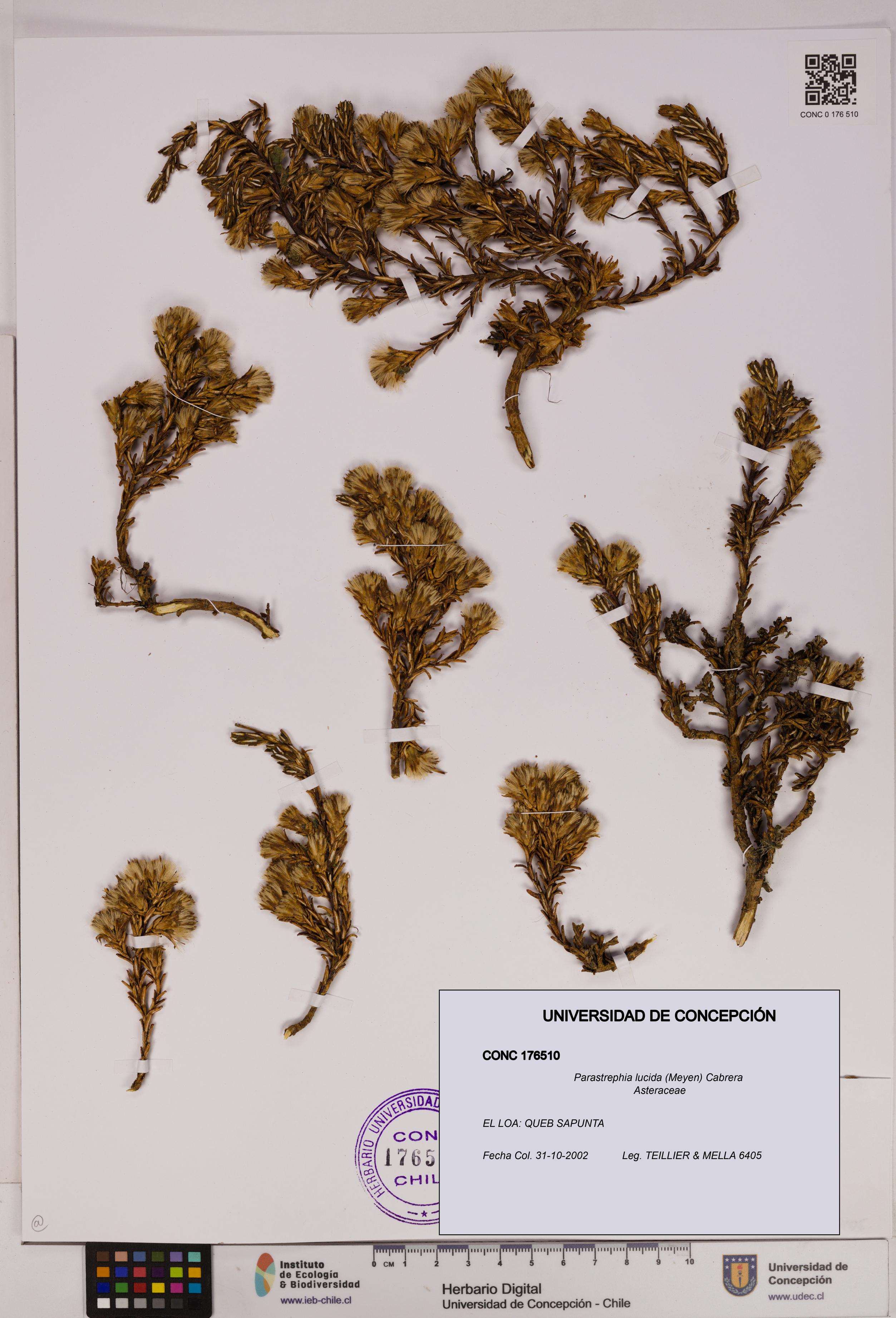 Parastrephia lucida [Espécimen: UDEC:CONC:0176510]