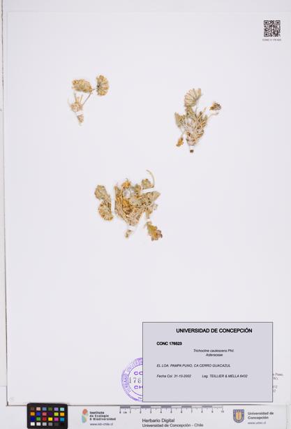 Trichocline caulescens [Espécimen: ]