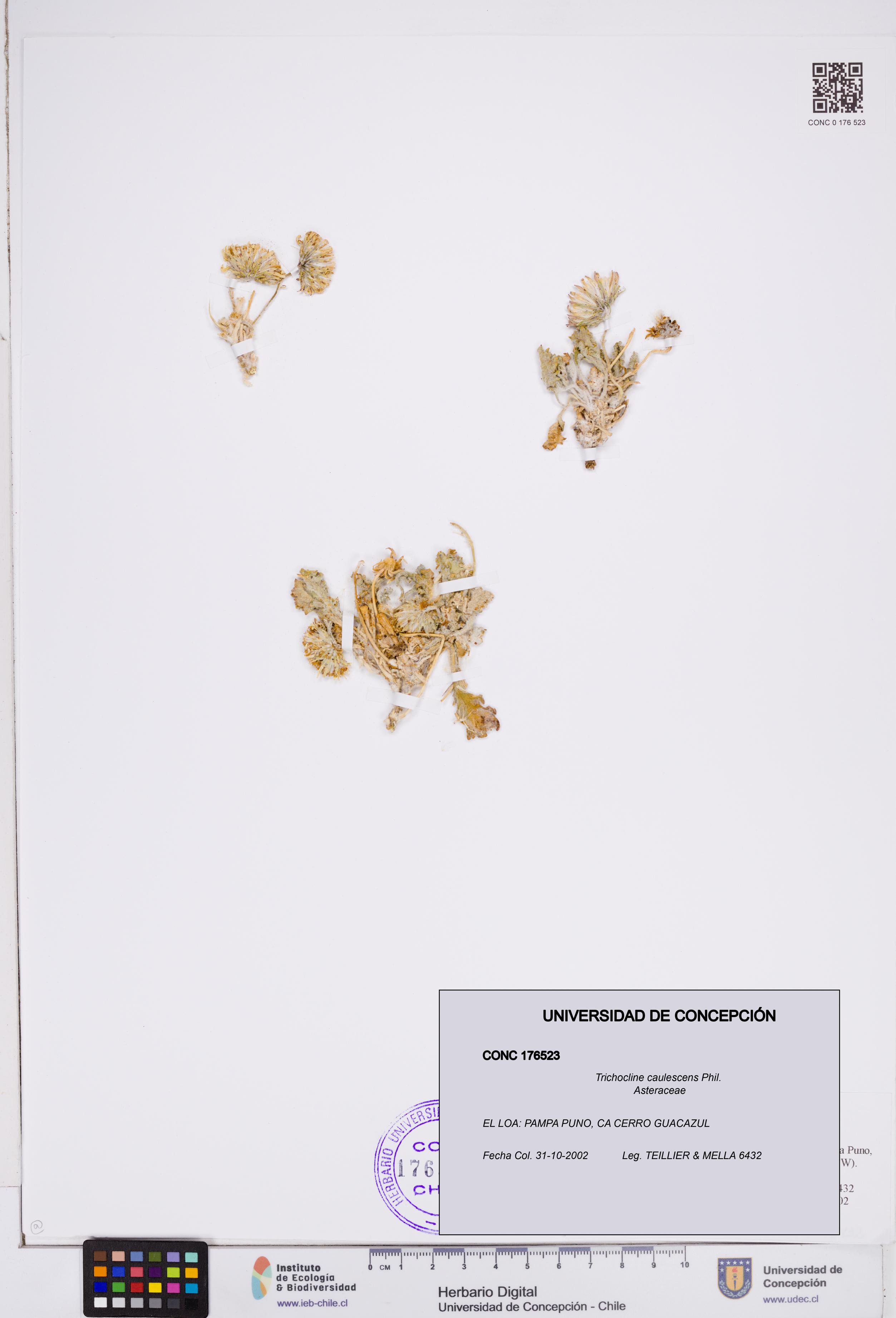 Trichocline caulescens [Espécimen: ]