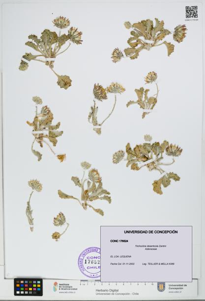 Trichocline deserticola [Espécimen: UDEC:CONC:0176524]