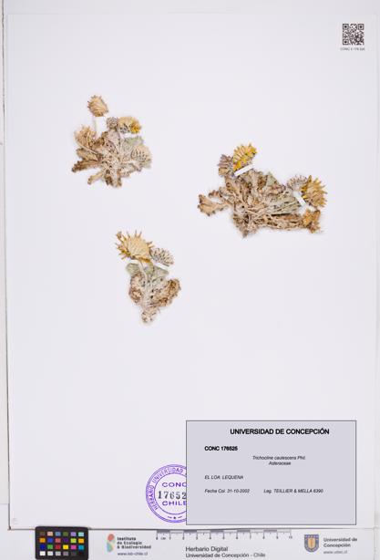 Trichocline caulescens [Espécimen: ]