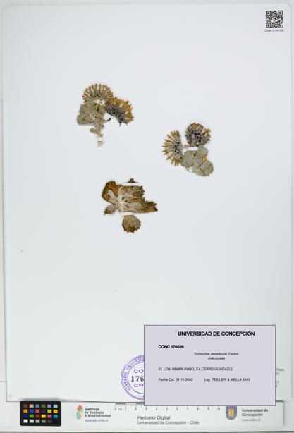 Trichocline deserticola [Espécimen: UDEC:CONC:0176526]