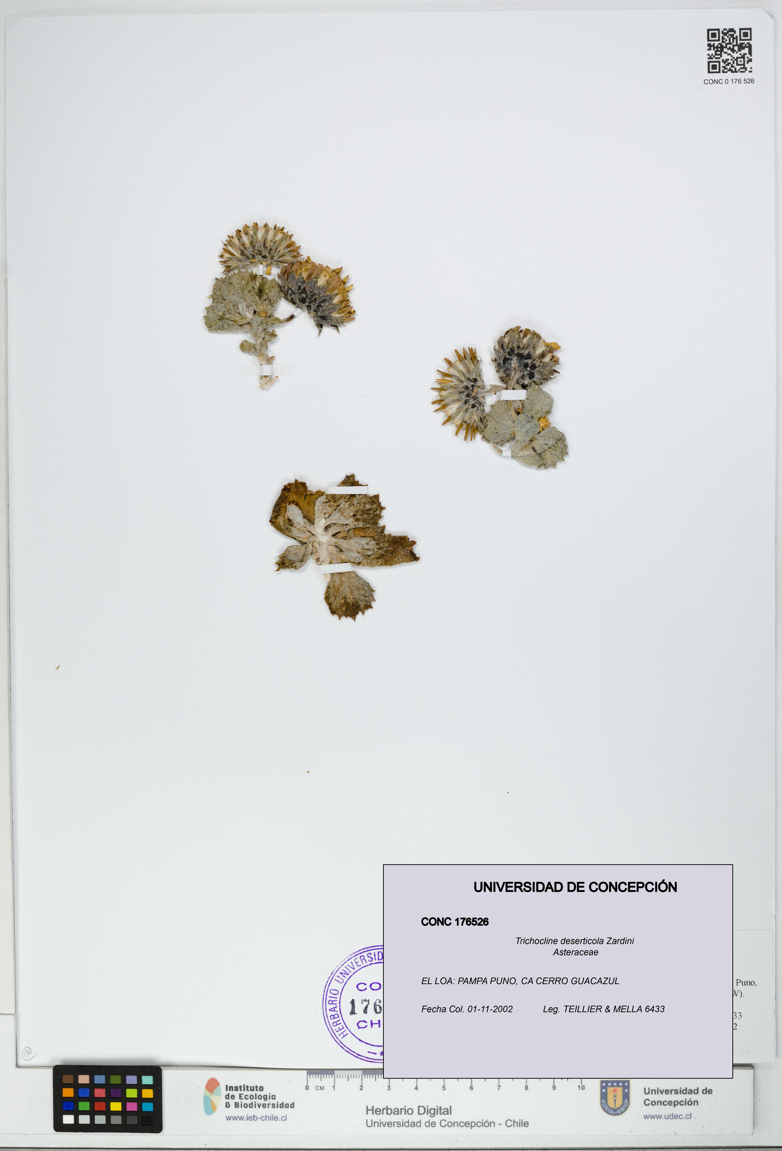 Trichocline deserticola [Espécimen: UDEC:CONC:0176526]