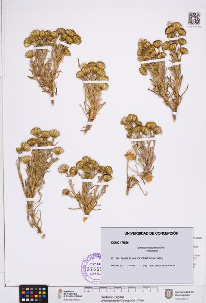 Senecio volckmannii [Espécimen: ]