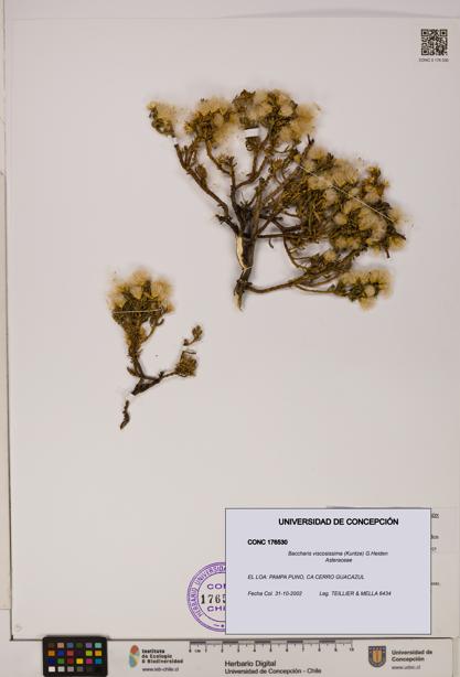 Baccharis tola [Espécimen: UDEC:CONC:0176530]